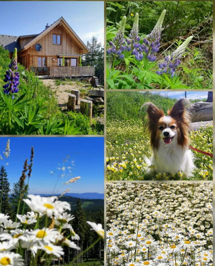 Chalet Die Berghexn Klippitztorl Εξωτερικό φωτογραφία